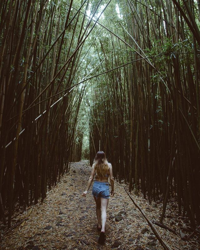 Wandering through bamboo forests in Maui .