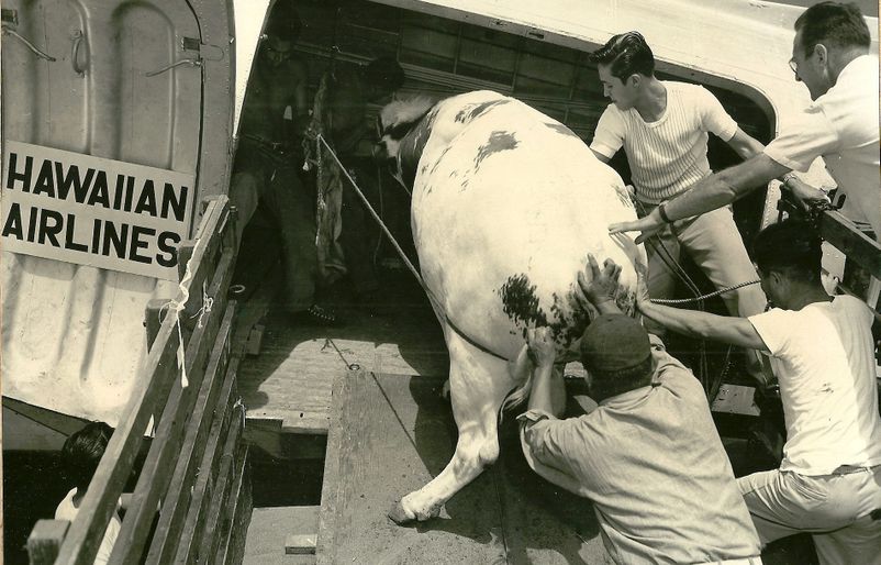 1954 Cows 