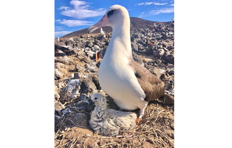 BFAL chick with LAAL foster parent Guadalupe Feb 2022-9809-1