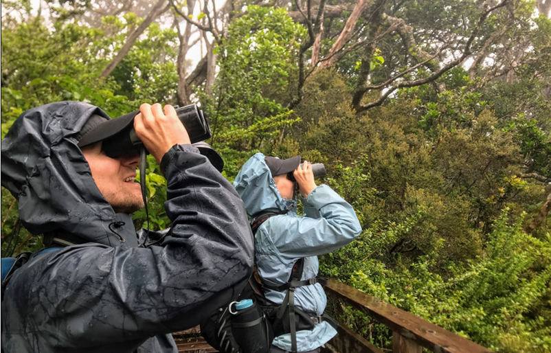 Birders