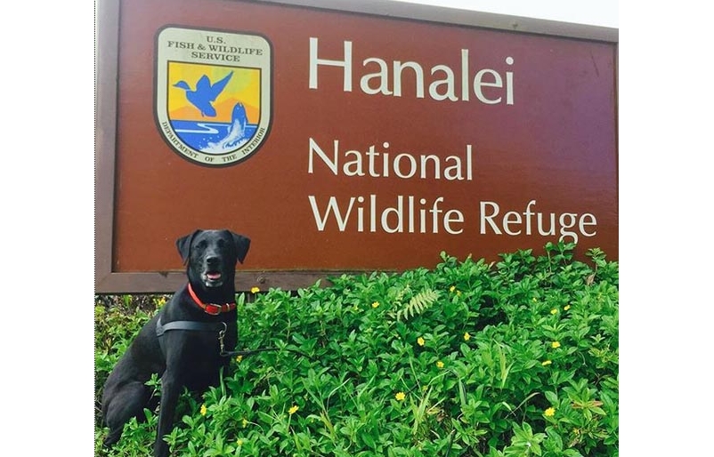 Bodhi, a Labrador mix, posing before beginning scent work with her handler at the Hanalei National Wildlife Refuge. Bodhi HNWR