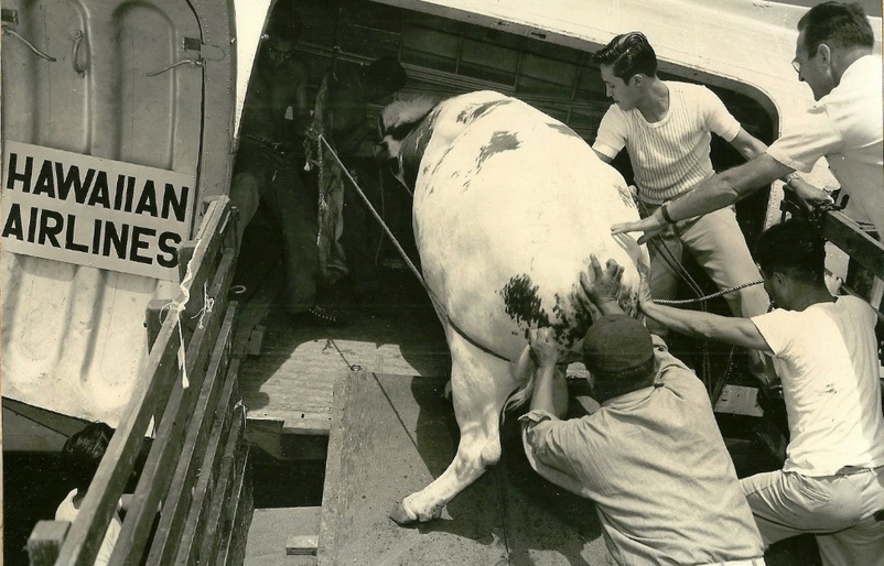 Bull