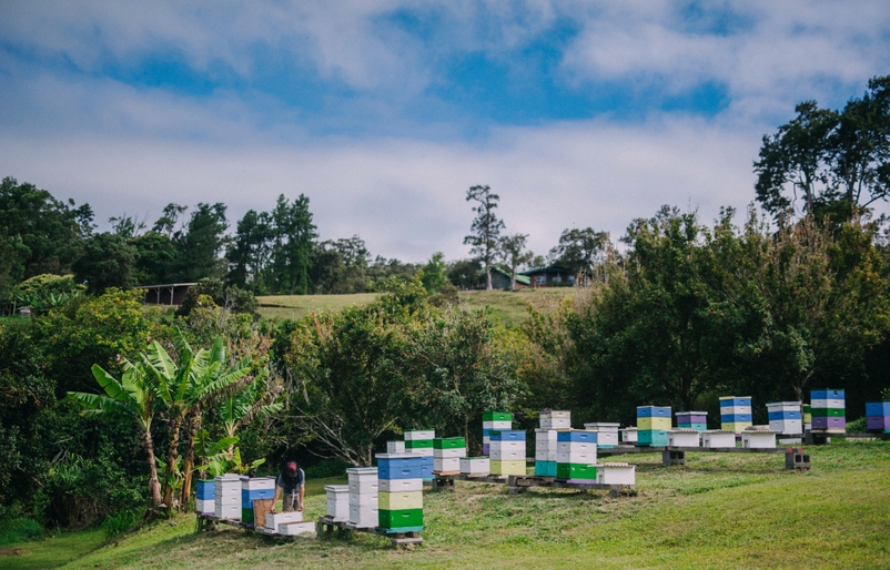 Sebag pictured in the distance, tending a hive on his farm on the Island of Hawaiʻi. Copy of BIMFLLCWAIMELI6