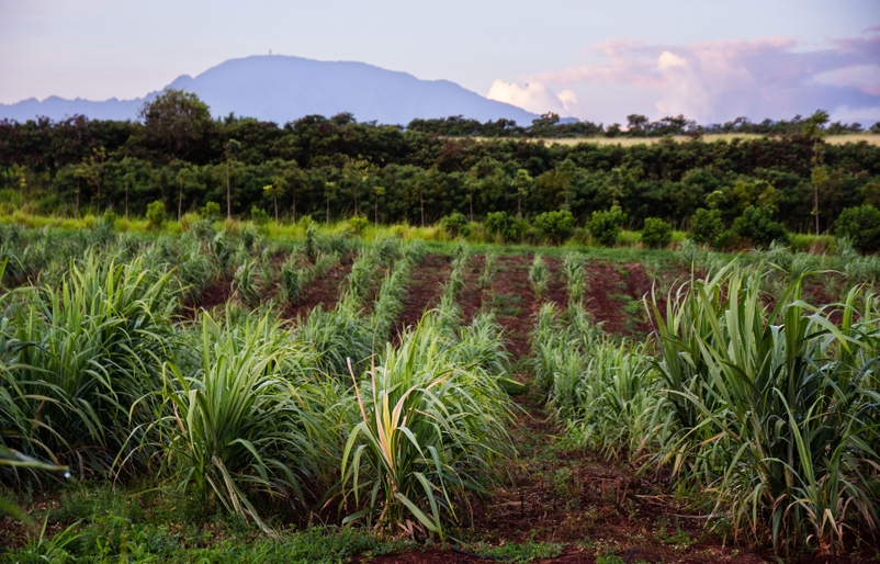 Fields of kō growing on Kō Hana Rum's farm in Kunia, Oʻahu KoHana_041723_NorthShoreHarvest-60