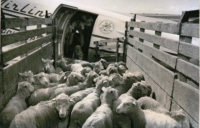 Sheep