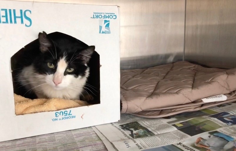 Hawaiian Humane Society is using our donated Business Class mattress pads to provide comfortable shelters for its animals. cat