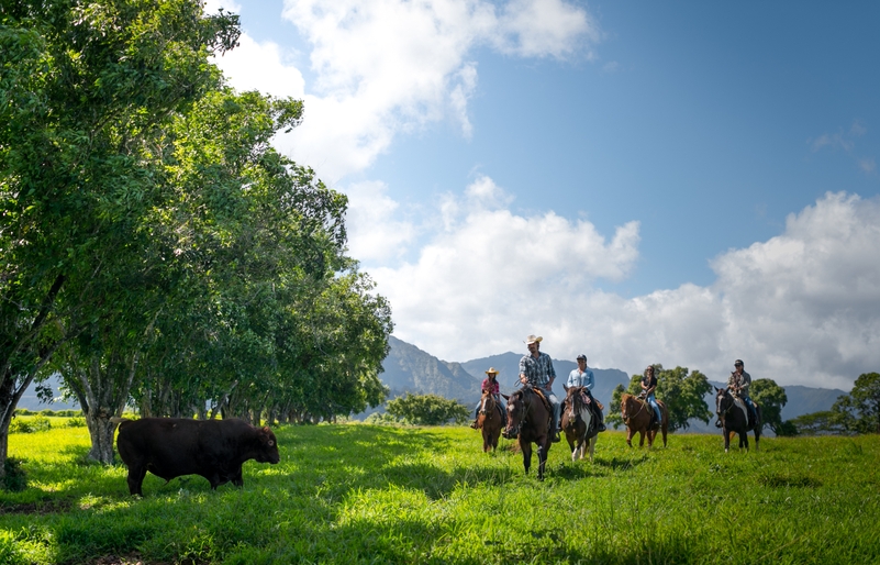 Guests exploring the rolling hills and panoramic views of Princeville Ranch and Kaua‘i's North Shore on horseback. hawaiianairlines-web-146